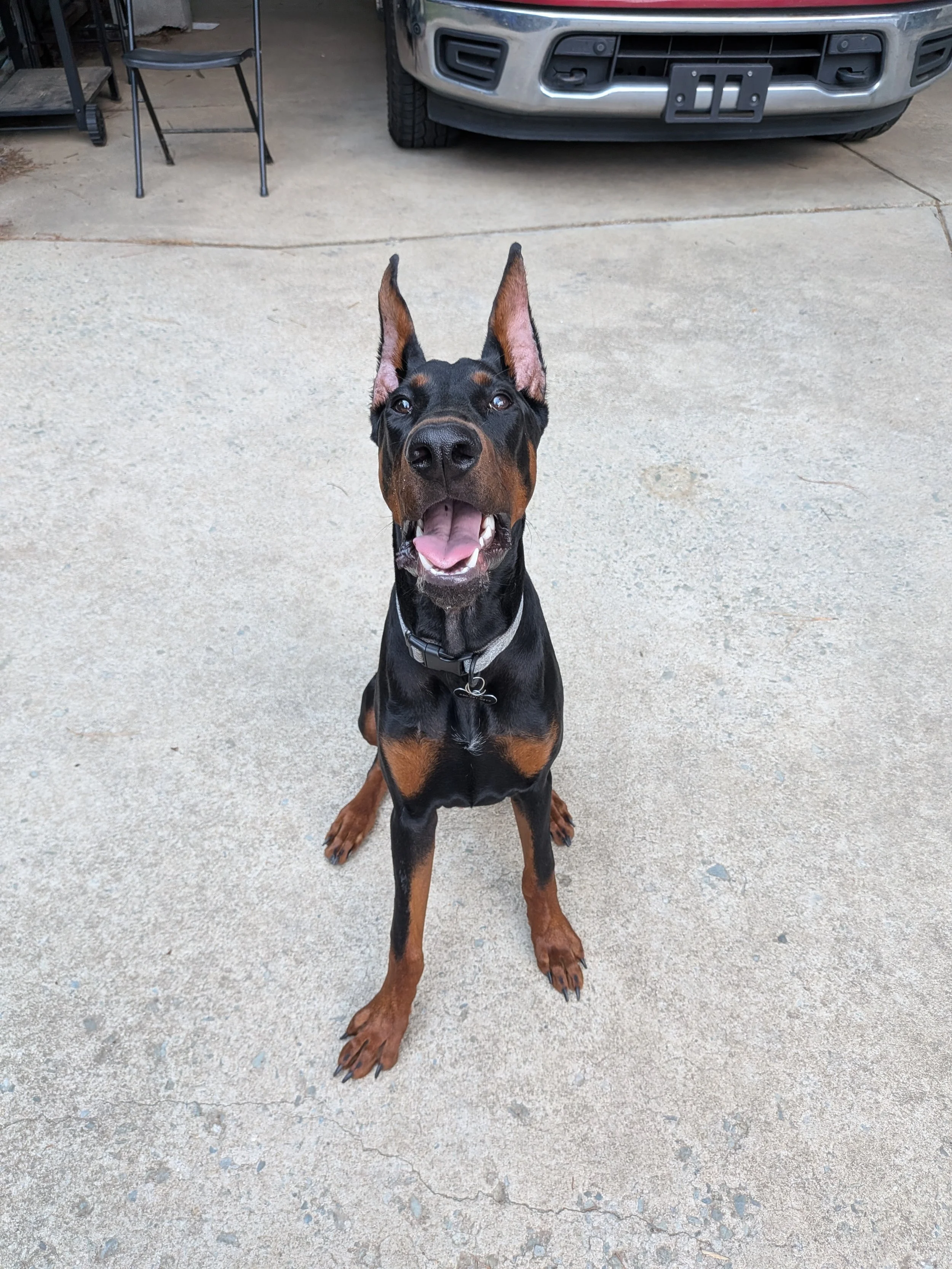 A happy Doberman dog sitting on a concrete driveway in front of a parked truck, with a black collar and ears standing upright.