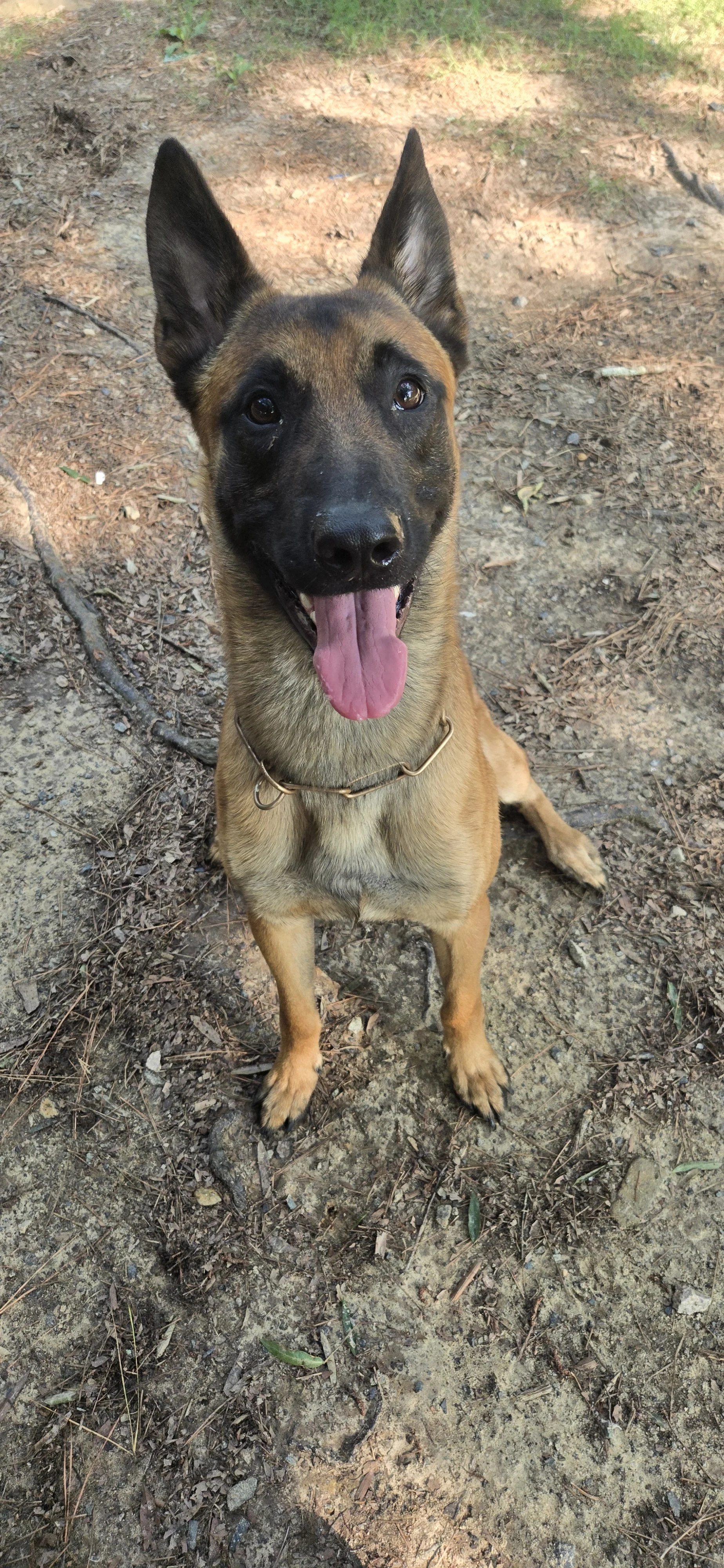 A happy Belgian Malinois dog sitting outdoors on dirt, with its tongue hanging out and wearing a metallic chain collar.