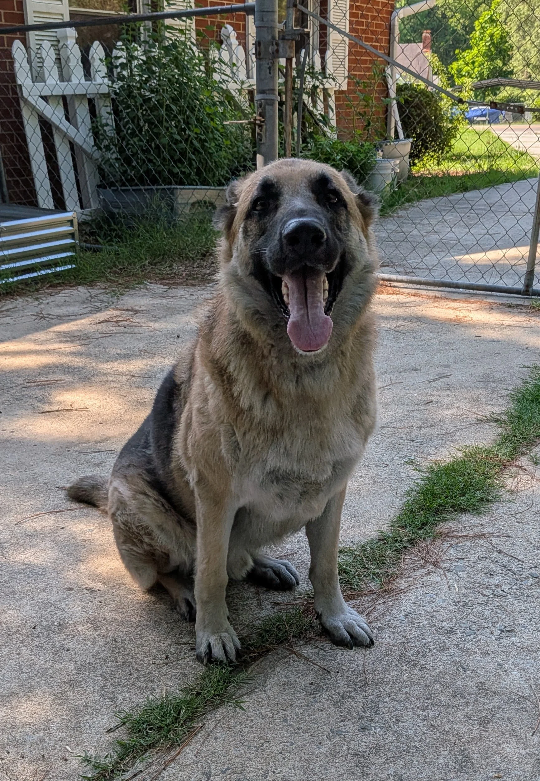 A large dog with a tan and black coat sitting on a concrete patio, smiling with its tongue out, surrounded by a chain-link fence in a backyard with plants and a brick house in the background.