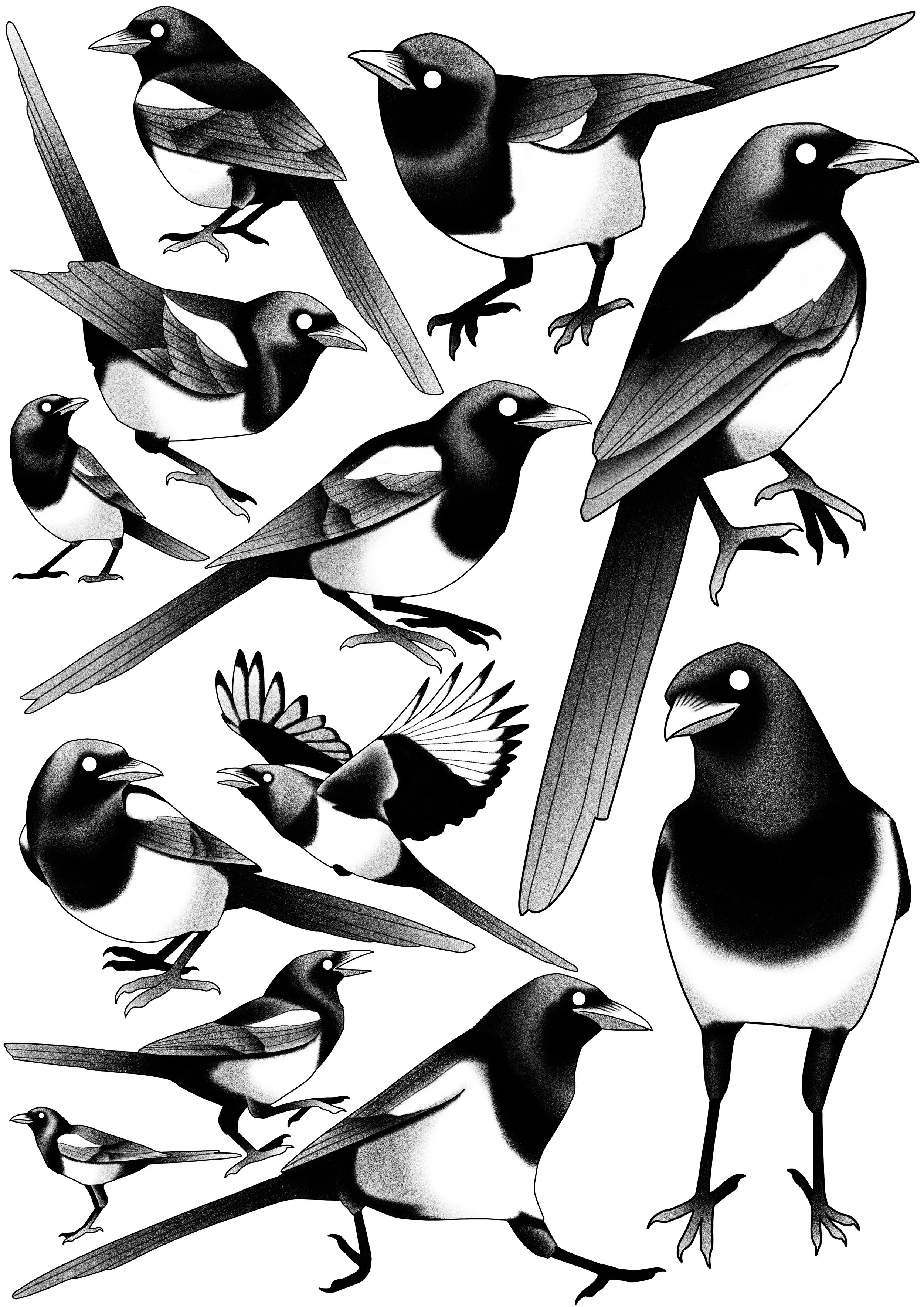 magpies_4eva_flash_fecanes.JPG