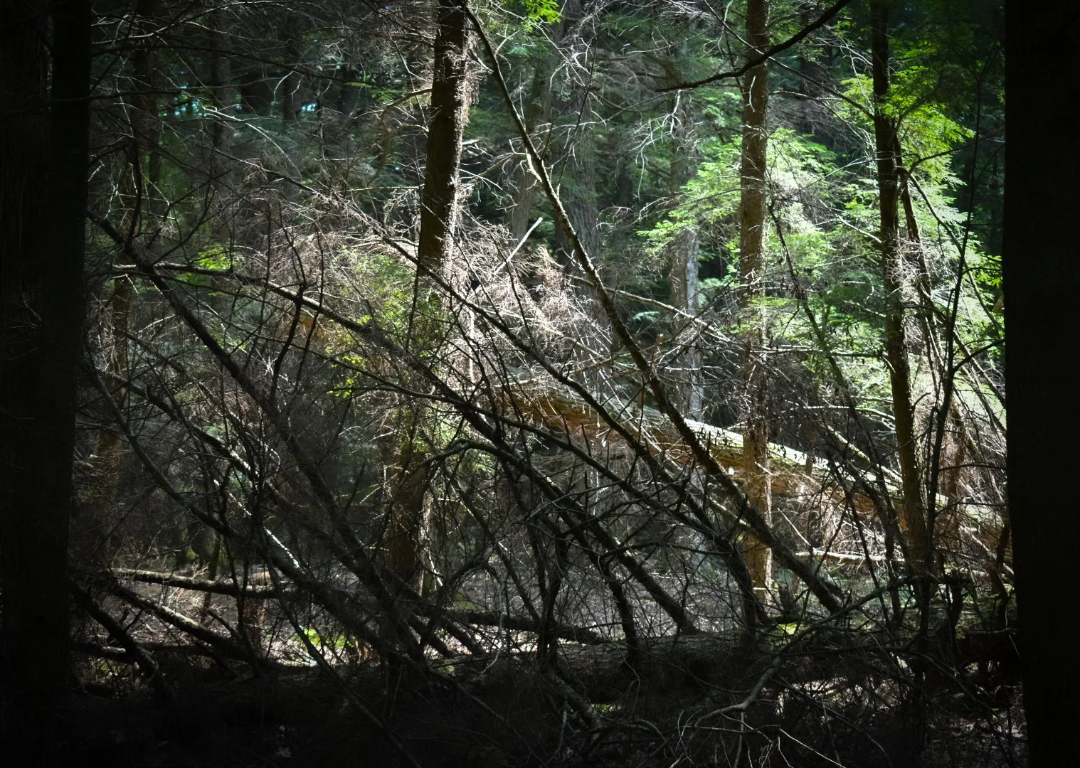 DSC_0345_2.jpg