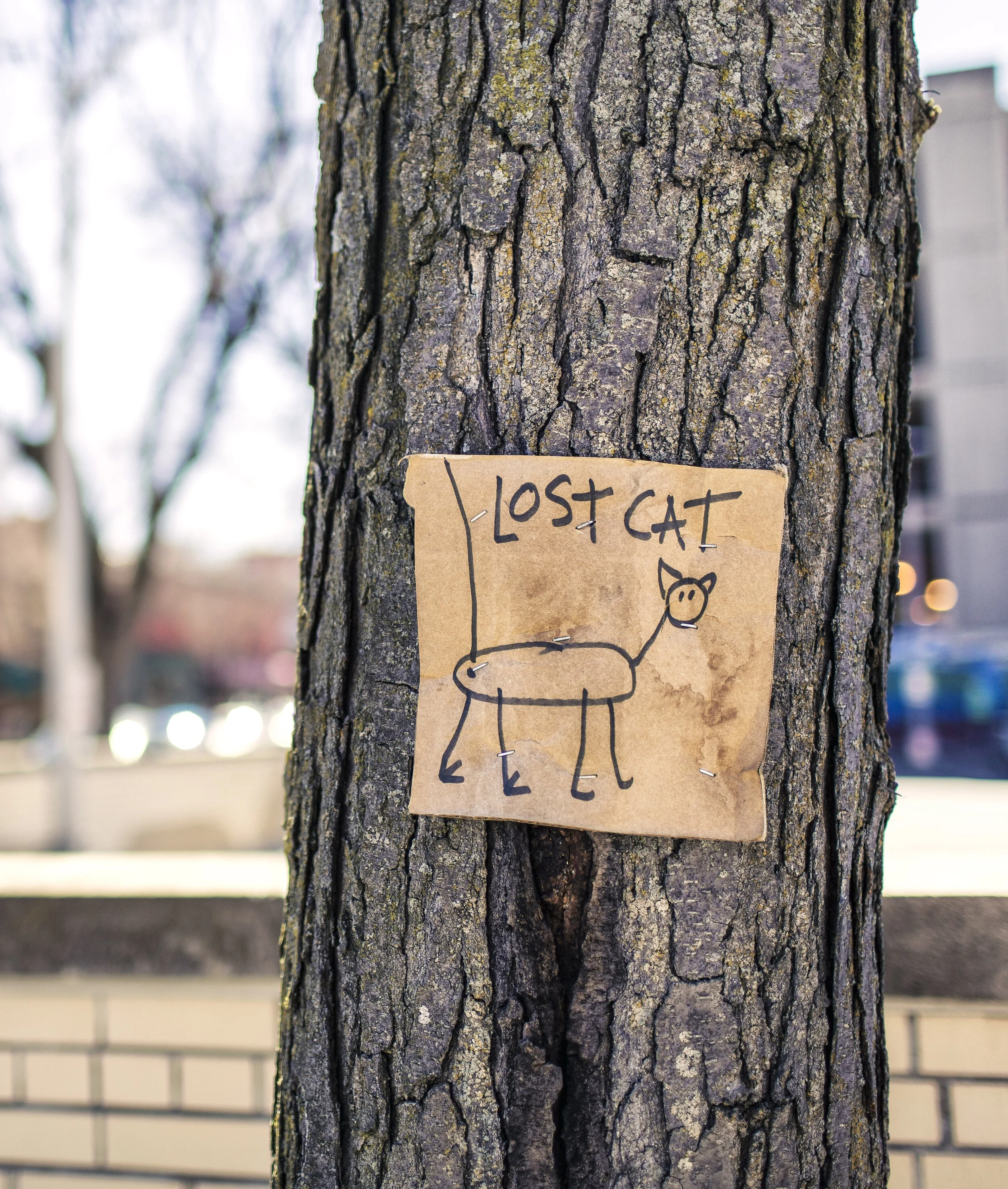Tree trunk with a drawing of a cat with the words 'lost cat'.