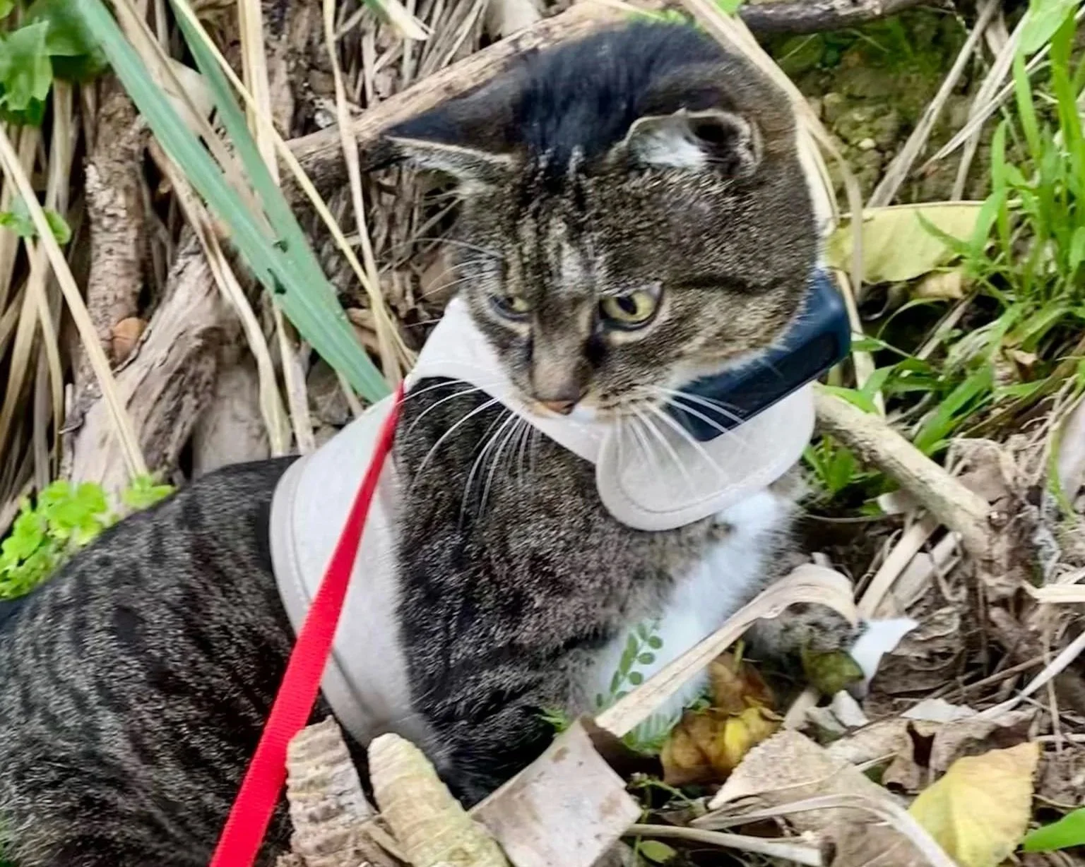 Letting your cat out for the first time