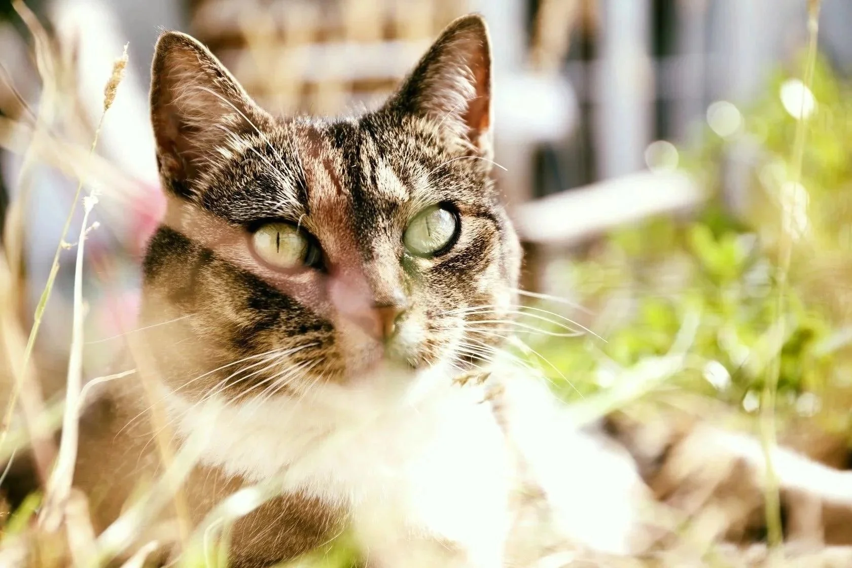 Letting your cat out for the first time