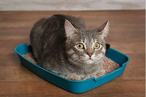 The purrfect potty - cat litter box tips