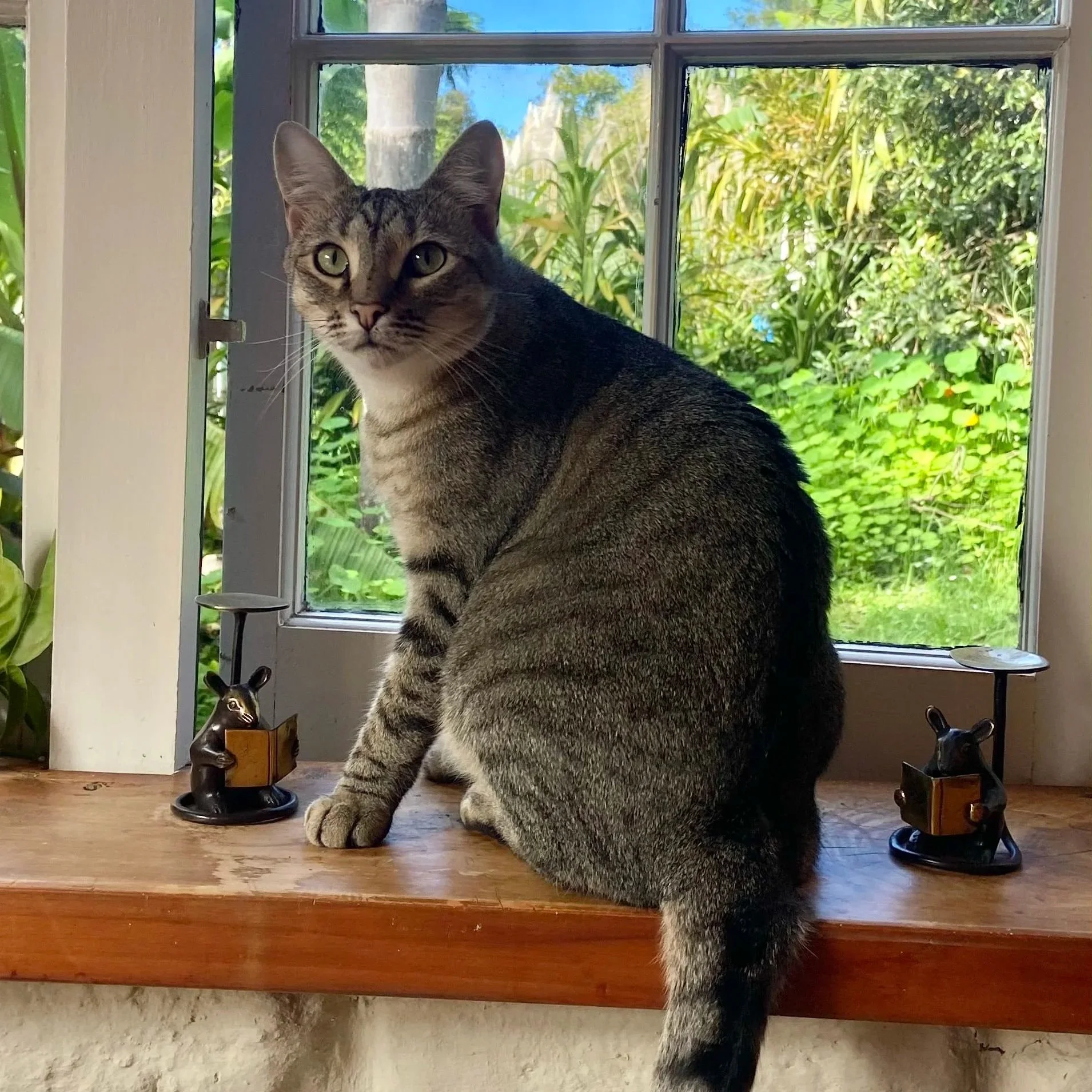 Mr Pickles. Male, silver tabby. Missing from Ridge Road, Oneroa since May 26th 2026. May be trying to get back to Waiata Rd, Onetangi. He has a distinctive hook on the tip of his tail. His black tail rings also do not connect like perfect circles - t