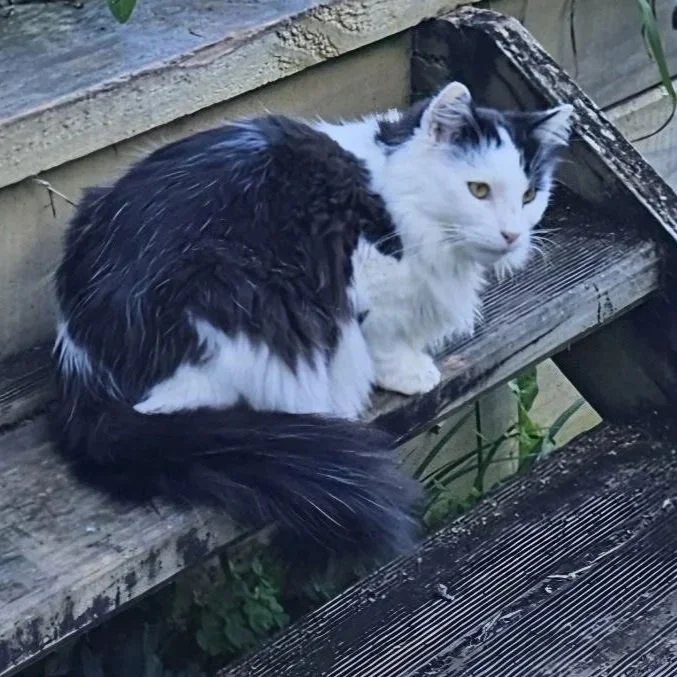 Spot is a 2-year-old long-haired black and white male. He has a black back, tail and top of head, with a white tummy and face.  Missing from the track between First Ave and Garrett Road in  Onetangi since 17 July 2026. He's friendly but won't approac