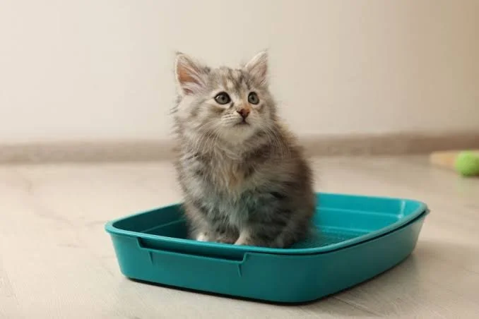The purrfect potty - cat litter box tips