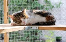 Keeping cats contained