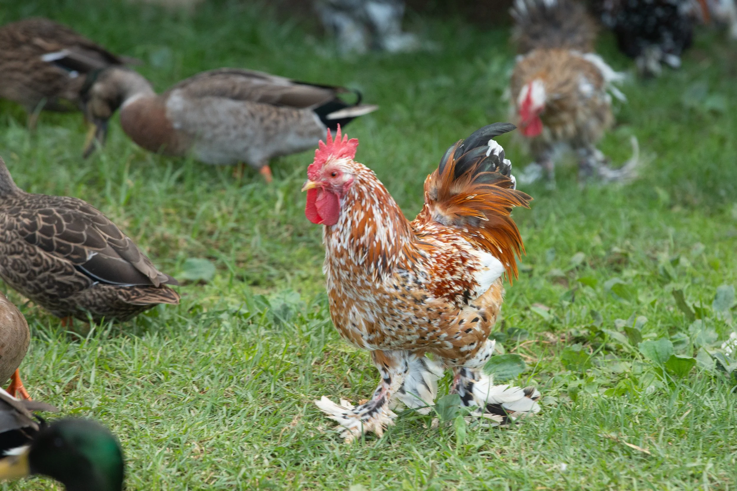 A small orange and white rooster with fluffy feet in a field surrounded by ducks.