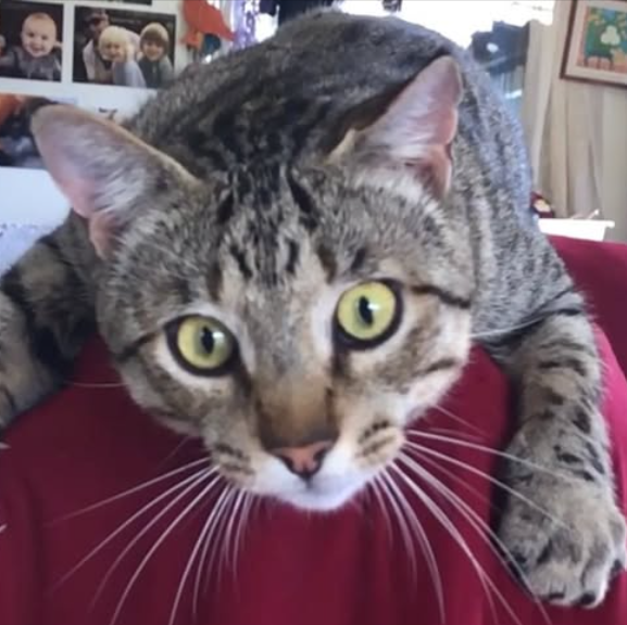 Compy.
Male tabby. Shy boy. Missing from top of Trigg Hill Road.