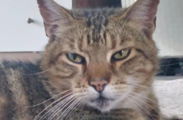 Tonte.
Male. Missing from Hobson/Victoria Street Onetangi. Possibly trying to get to Mako St, Oneroa.
He has a jagged ear and a spot in the centre of his nose.