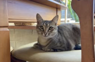 Mr Pickles. Male, silver tabby.  Missing from Ridge Road, Oneroa.