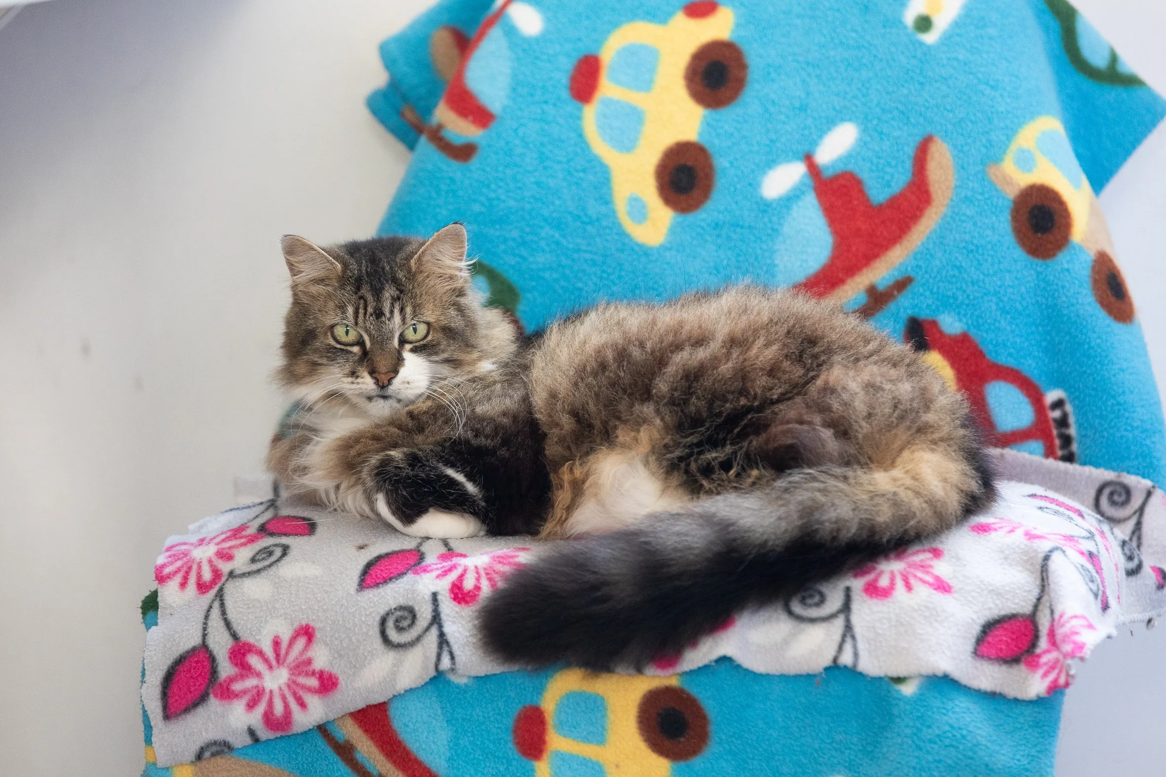 Long-haired tabby and white cat looking directly at the camera, sitting on a chair covered in a patterned blanket.