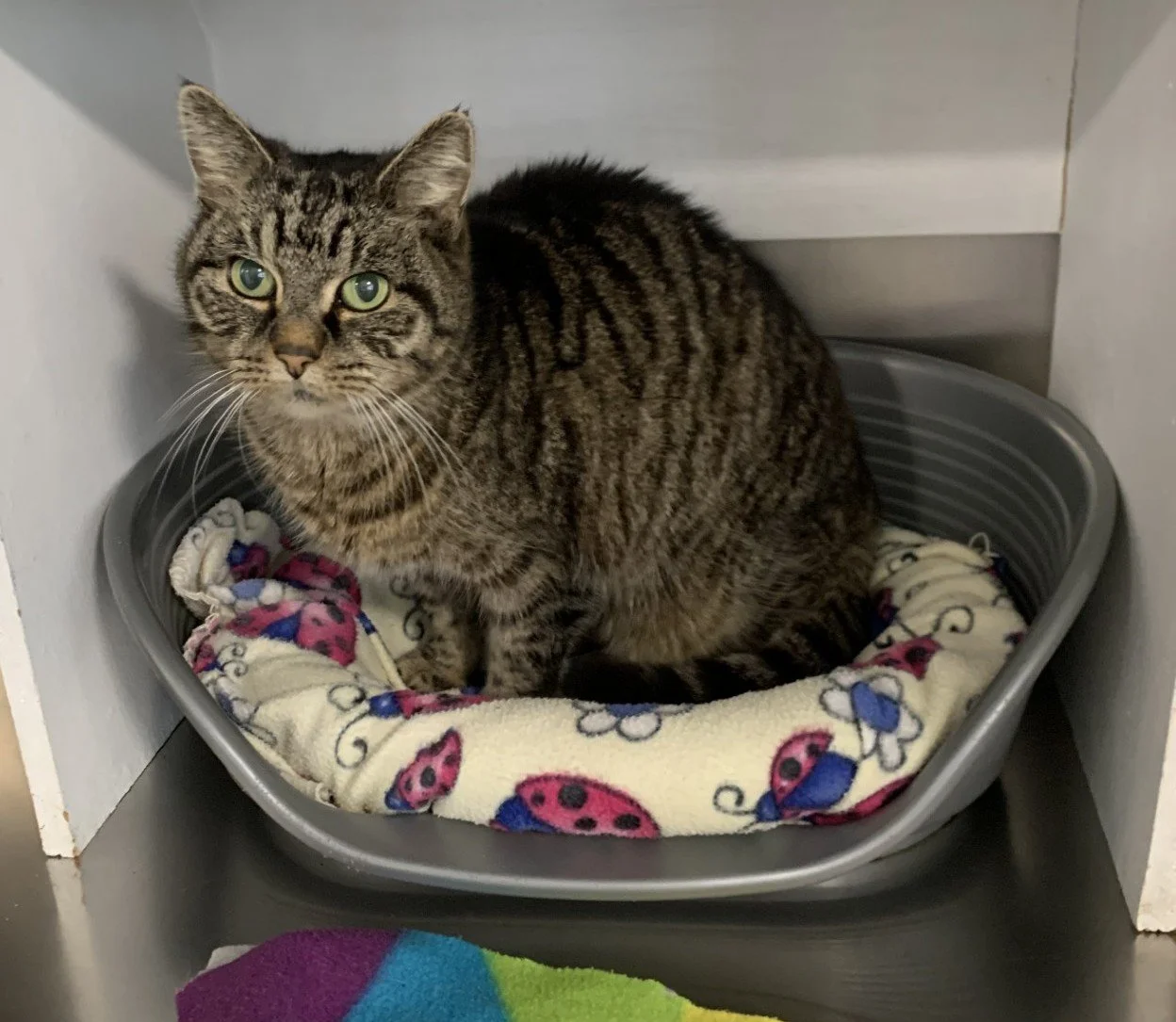 Found at Otakawhe Bay in June 2026.
Older female, very friendly. No microchip.  
