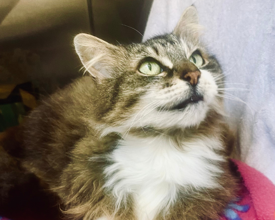 Close-up of a ong-haired tabby and white cat looking up.