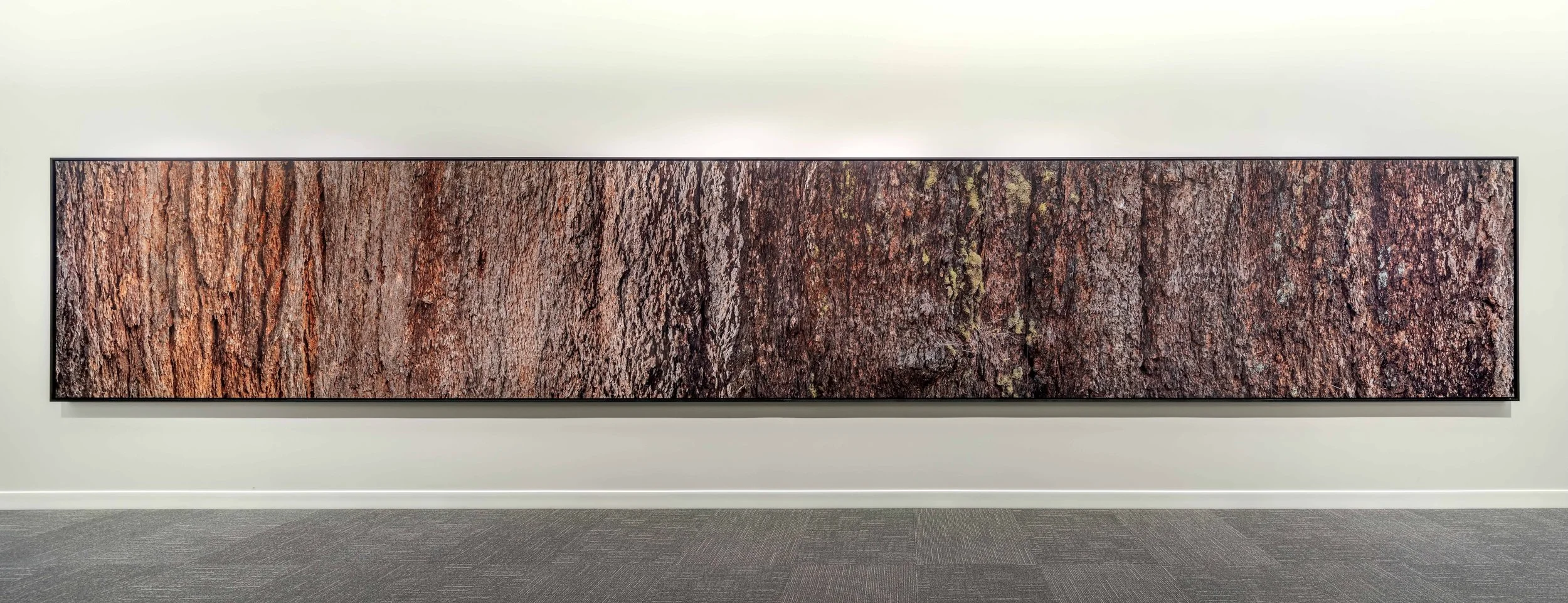 demetriou-art-group_telus-harbour_L3_Burtynsky_Big Lonely Doug-02.jpg