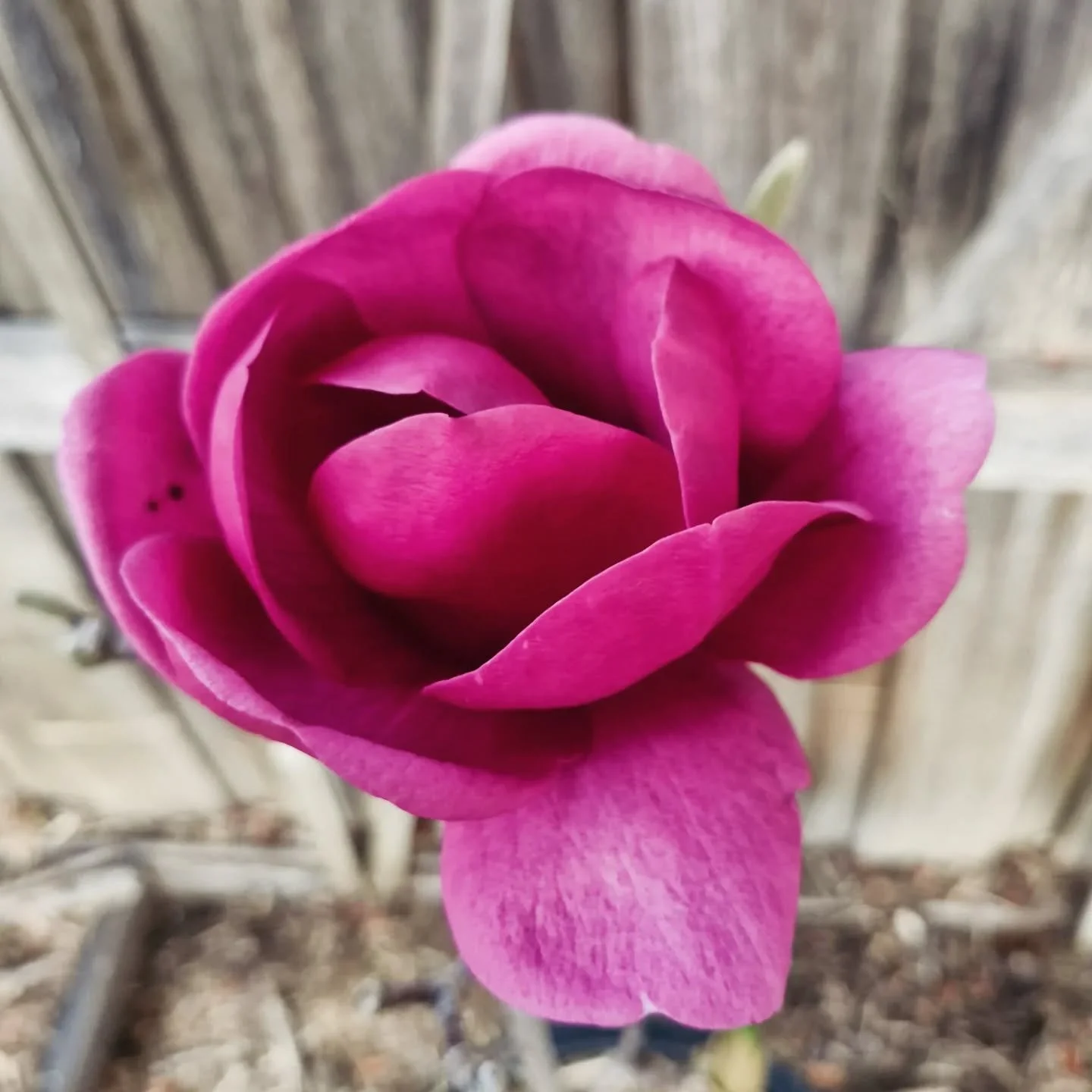 The gentle unfurling of spring ✨️ 
The pink cherry blossom petals floating in the air 😍 💘🌸

#flowerlove #magnolia #springhassprung
#artemisrose #inspiredbynature ##greenbeauty