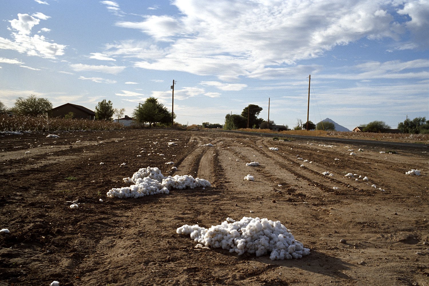 Cotton plantation, Salt River Pima-Maricopa Indian Community, Arizona