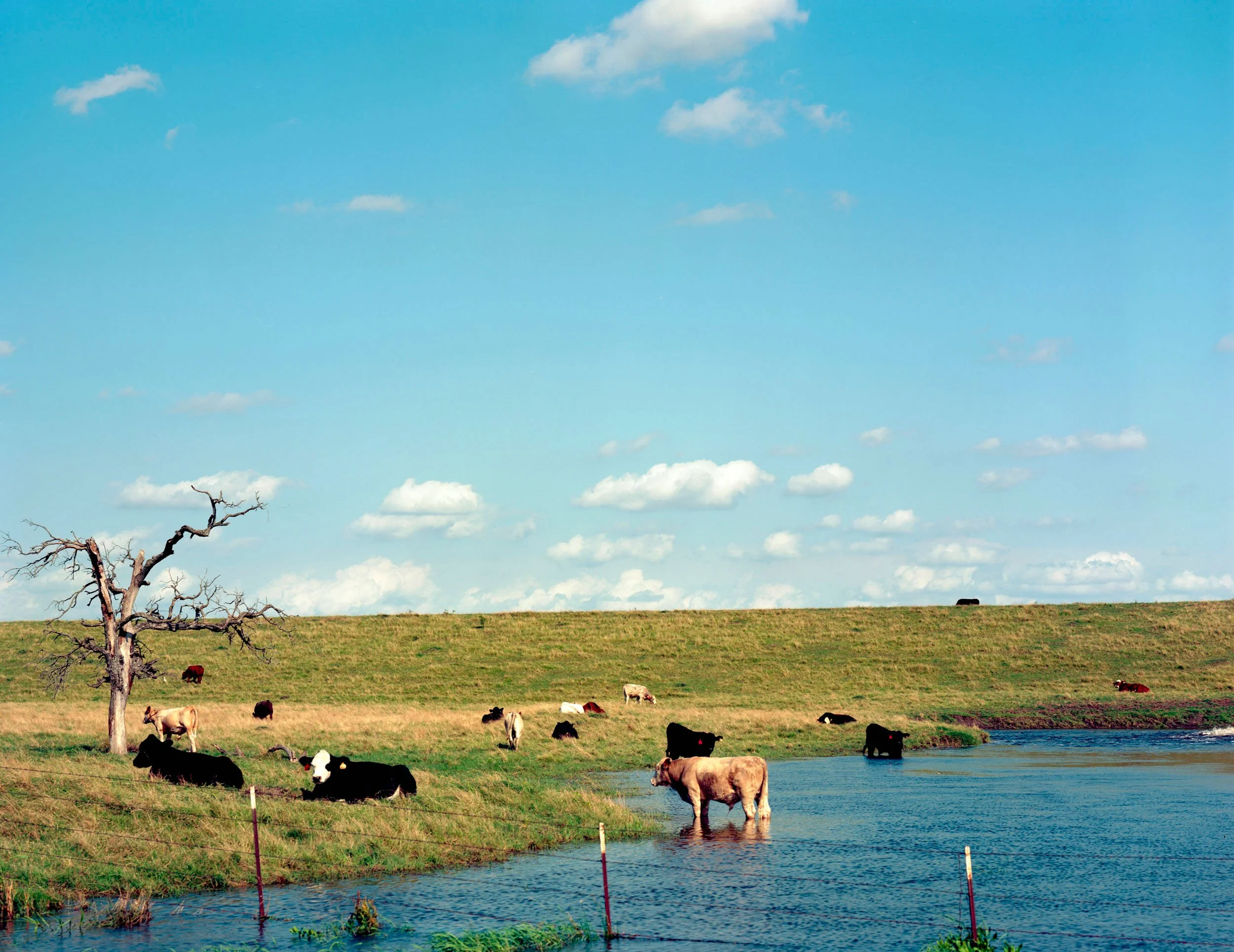 Cows near Wortham, Texas