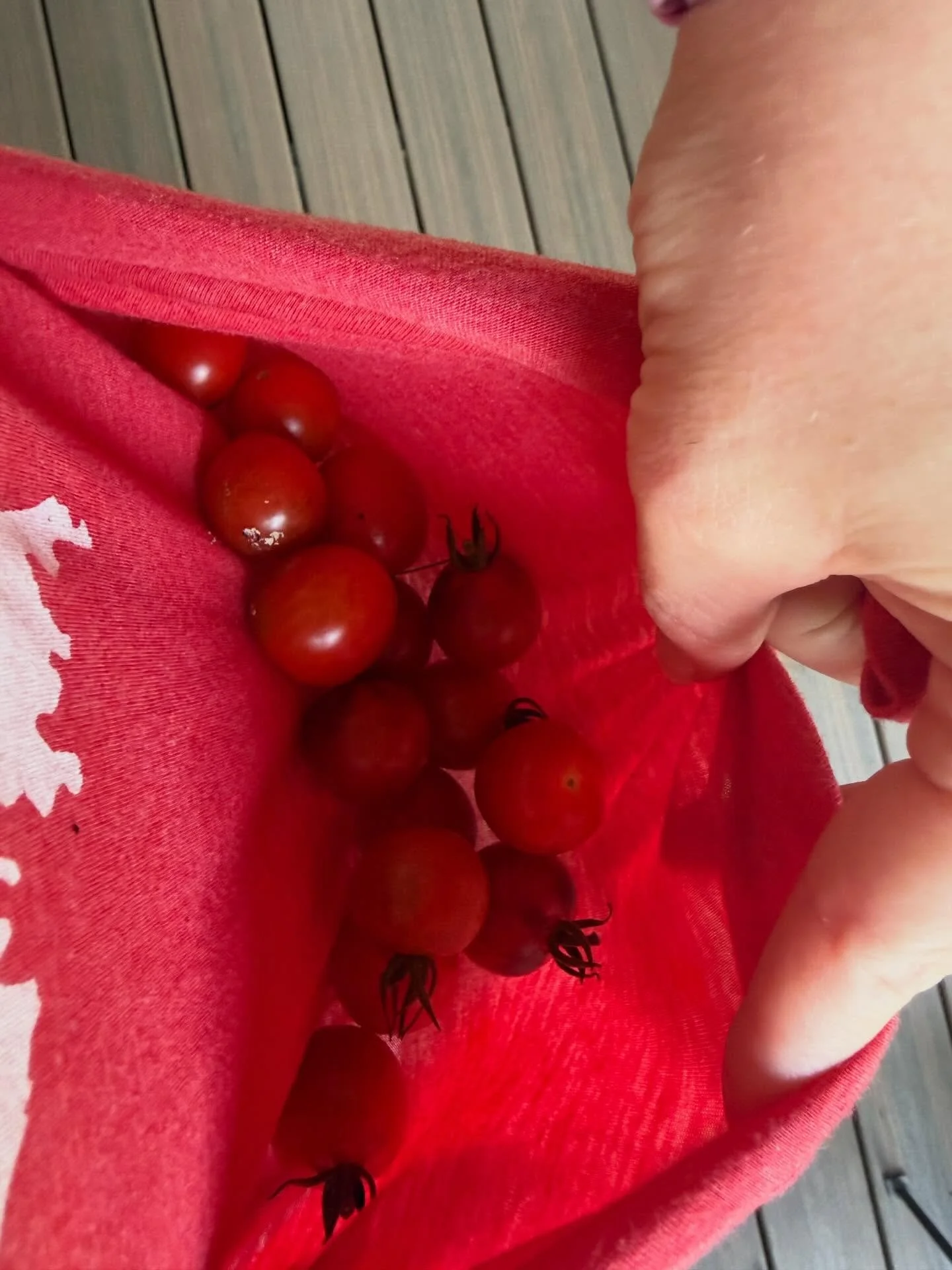 Today&rsquo;s cherry tomato pickins, plus coming soon and a cute pup pic!

#GardenHaul #VegetableGarden #GrowYourOwn #HomegrownFood #GardenToTable