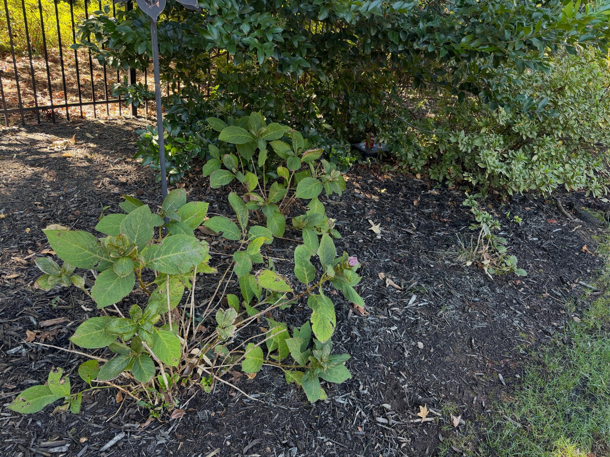 Well these sad hydrangeas have been in this spot for awhile&mdash;long enough they should have grown more than this. I don&rsquo;t even remember when I planted these here or why, but they&rsquo;re clearly not happy&mdash;slow growth, no blooms, and t
