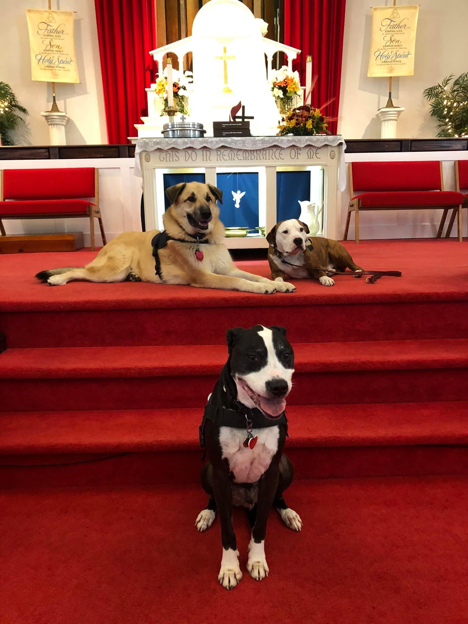 dogs on alter.jpg
