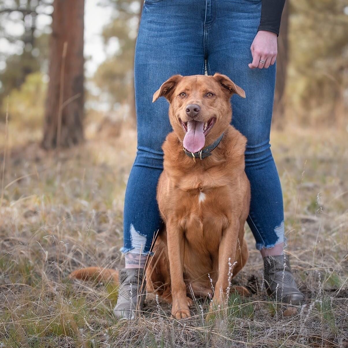 One of our Dog Mom and Me sessions from Saturday was with the lovely Cash and his owner, Ivy. We had a great time exploring a little woodsy area of Pine Haven. Cash is always up for some posing for portraits, snuggling and giving his mom kisses, and 