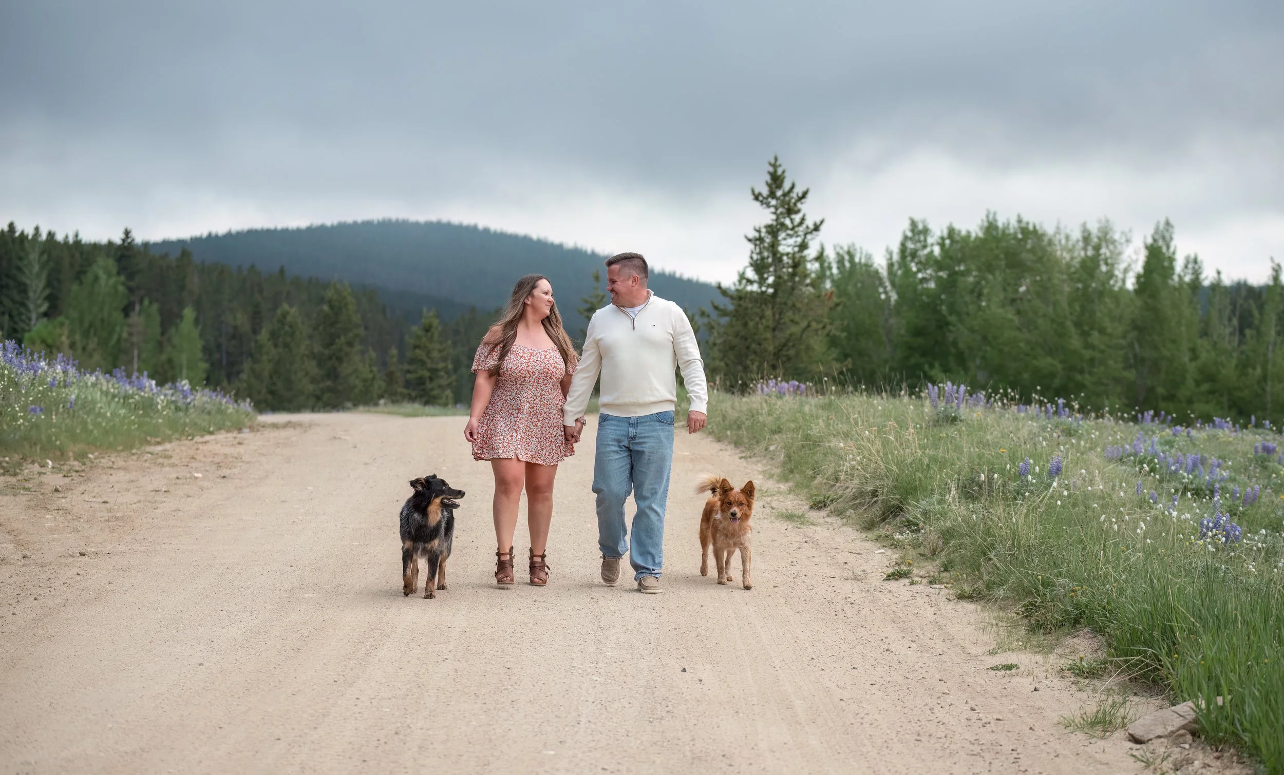 Dog photography session in the Bighorn Mountains Wyoming with two dogs in wildflowers and mountain landscape