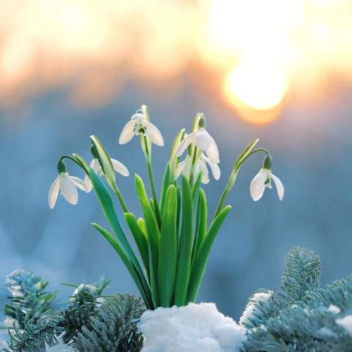 Wheel of the Year 2026: Equinox LIVE Transmission