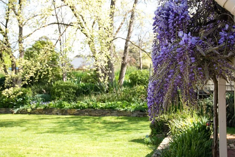 sunday-house-maldon-garden-wisteria.jpg