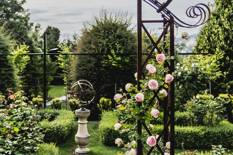 Old_Bishops_Quarters_Hobart_garden_rose.jpg