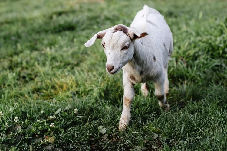miniature_goat_farm_tasmania.jpg