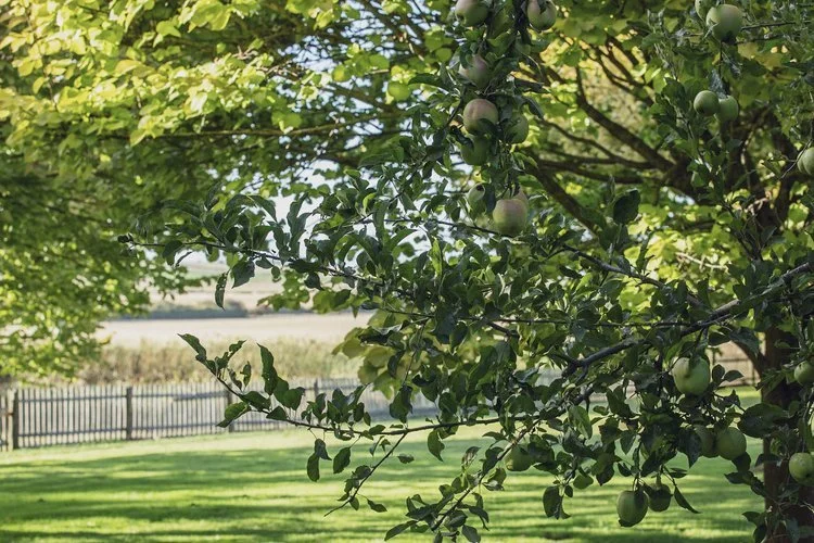 clayfield_homestead_farm.jpg