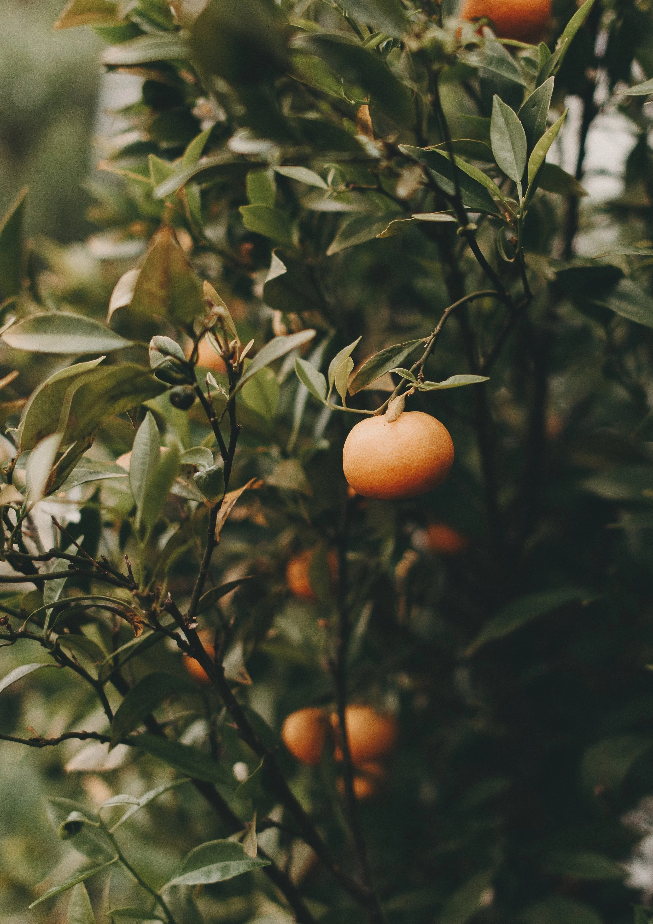 theallotment-110.jpg