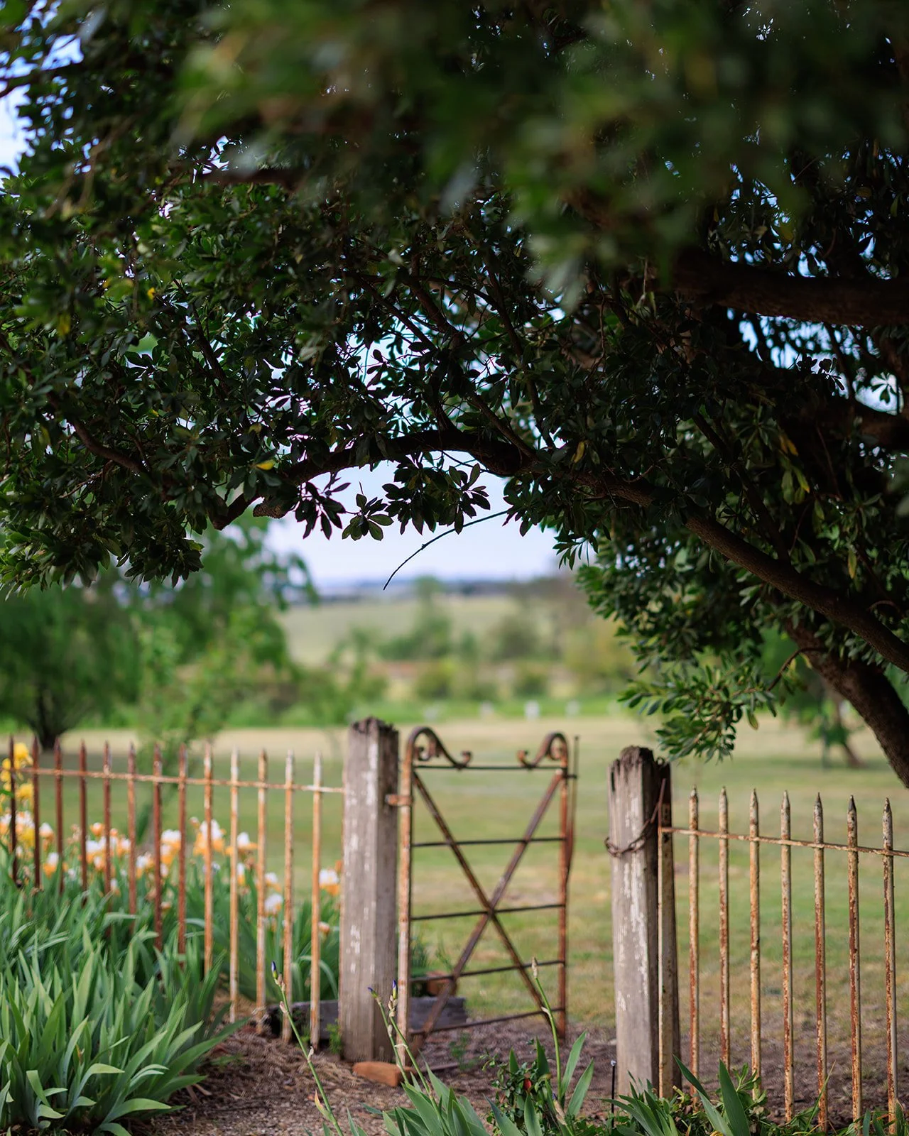 Littlebourne garden IM224.jpg