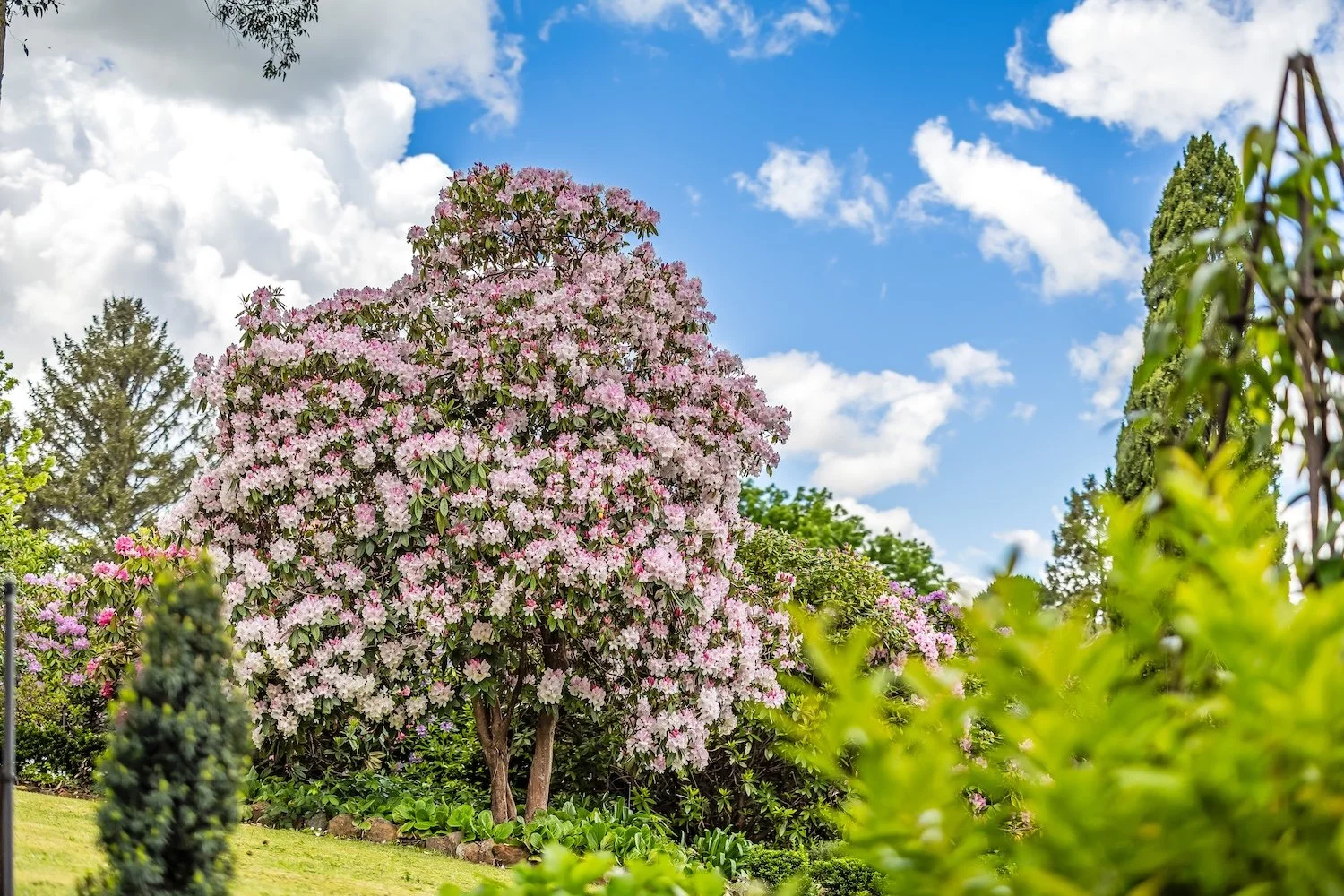 Harris - 16 Birch Road, Stirling-21.jpg