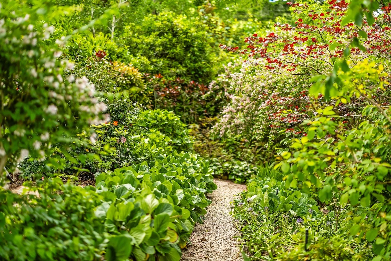 Harris - 16 Birch Road, Stirling-22.jpg