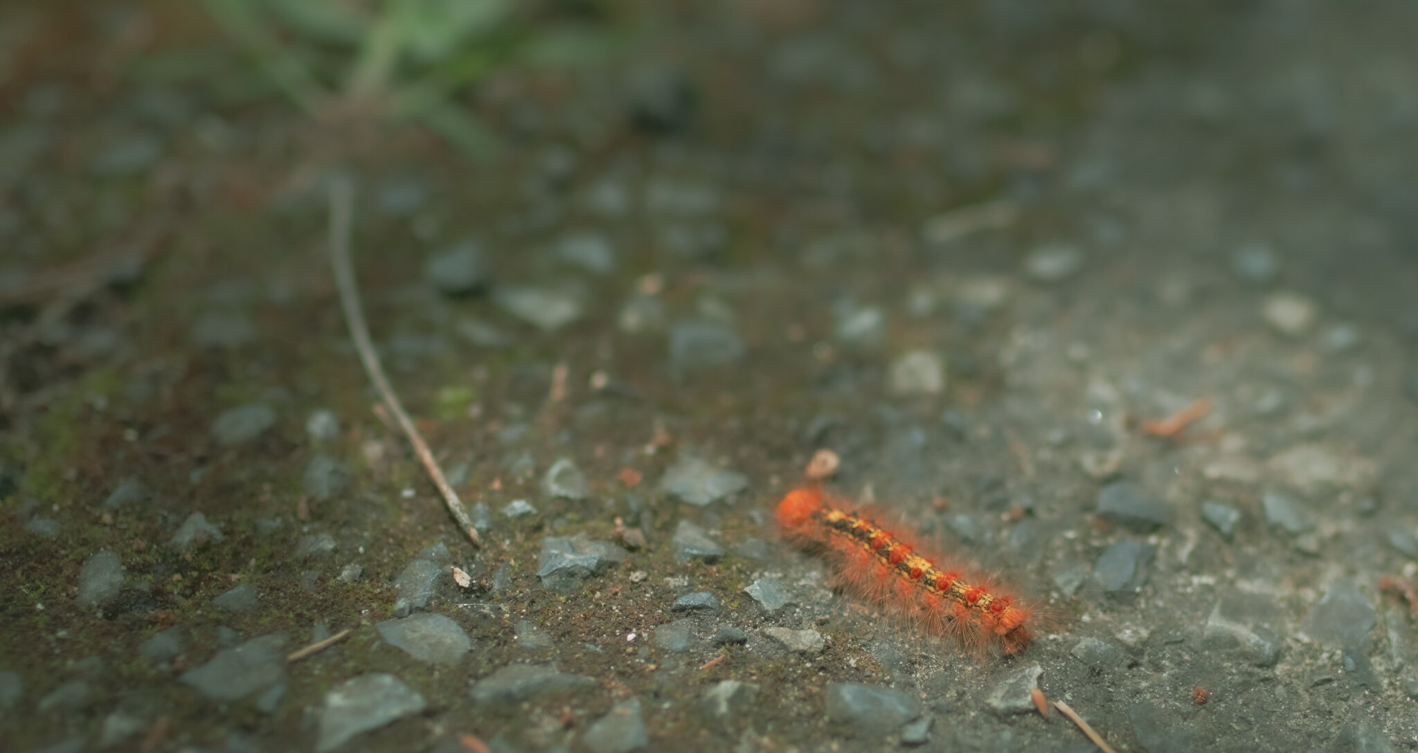 SDIM9936.jpg