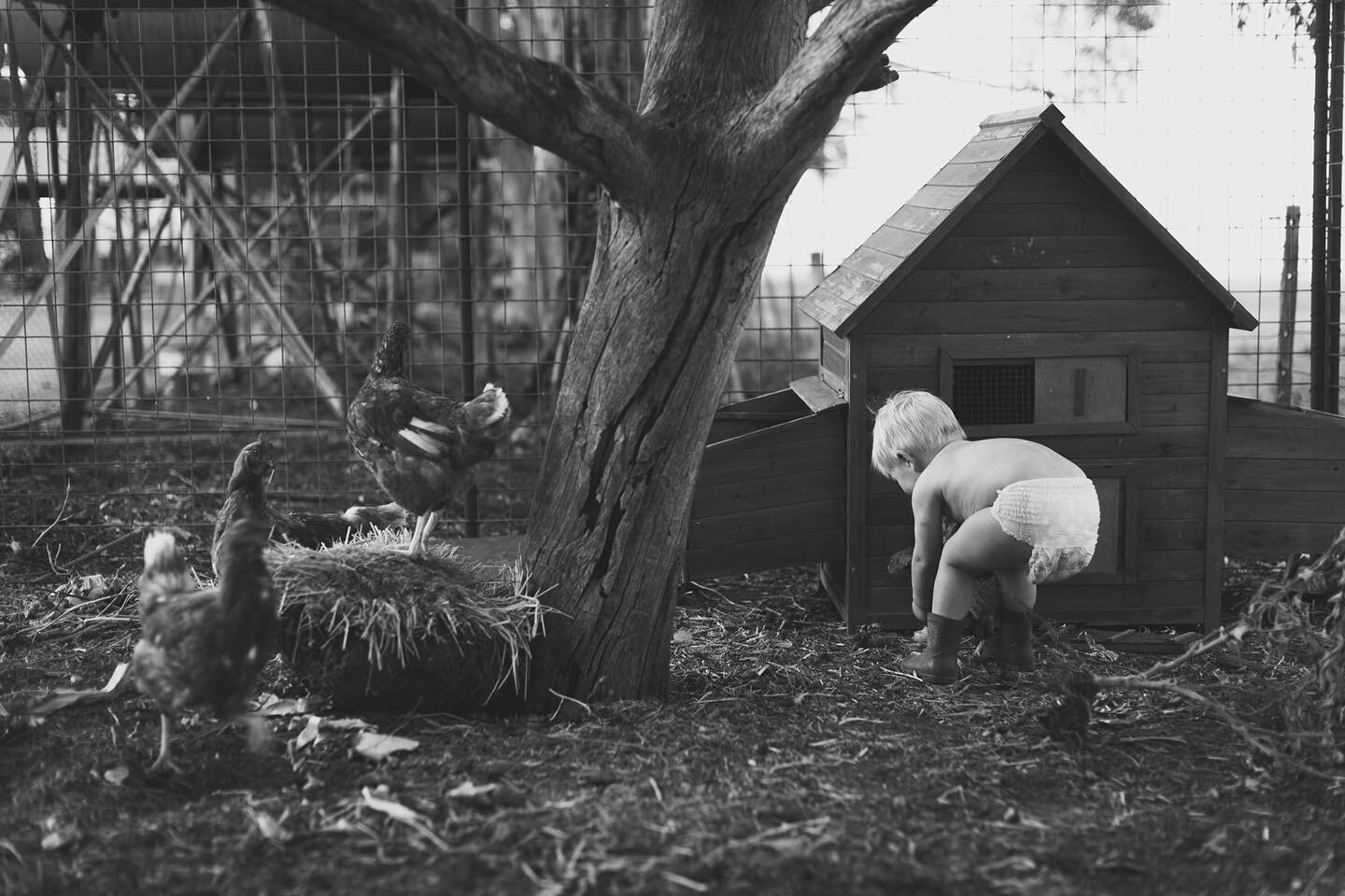 The chicken obsession started young! 😍. #wimmeraphotography #familyphotography #victoriaj
#byvictoriaj #gardenphotography #pointlonsdalefamilyphotography #starnaudphotography