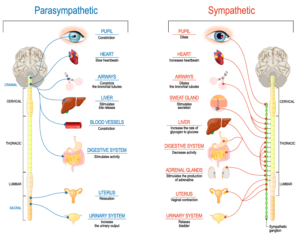 The Vagus Nerve Diaphragm Kai Health