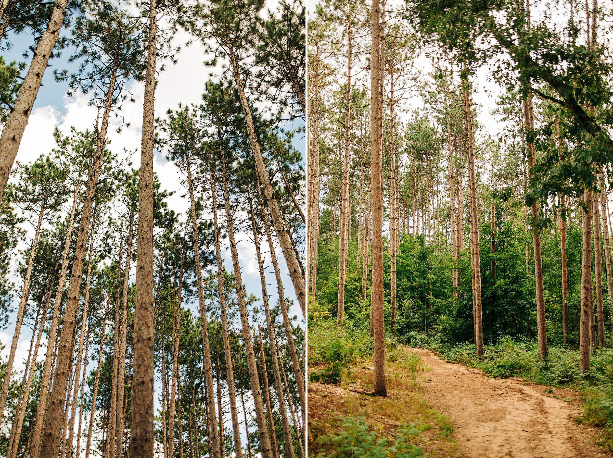 townsend-park-pine-trees-02.jpg