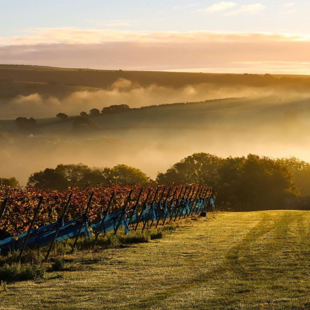 Beautiful photo from @rathfinnyestate, congratulations on a successful harvest! 🥂🍾

#harvest2022 #sussex #uk #repost