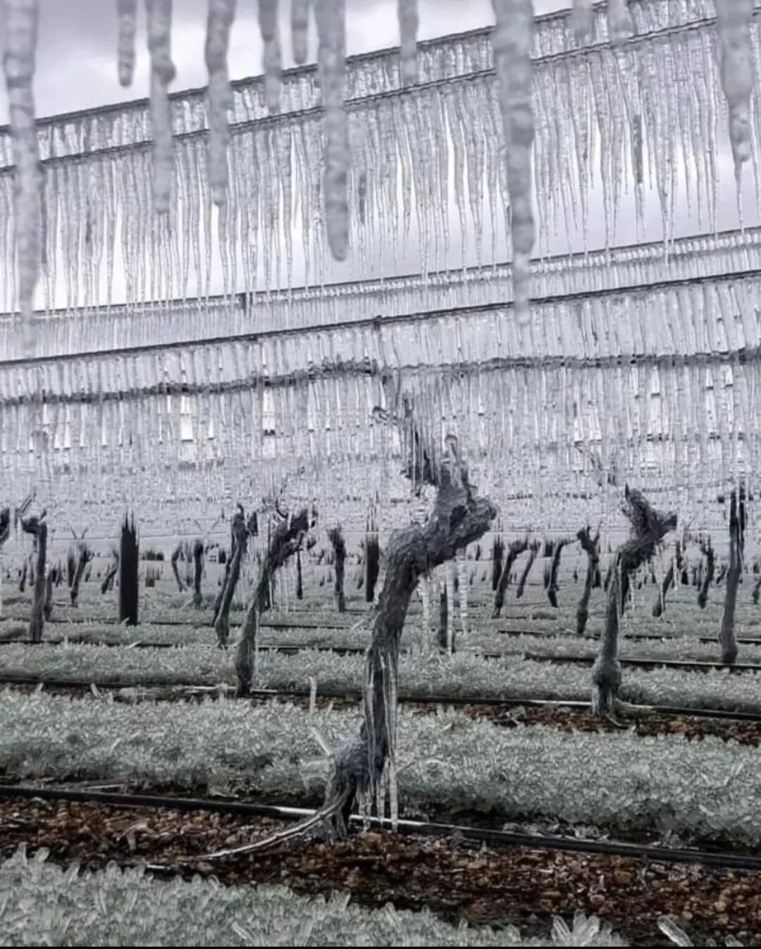 Best of luck to everyone frost fighting recently! These beautiful photos are from @mcarthurridgewine down in Central Otago ❄🤞
