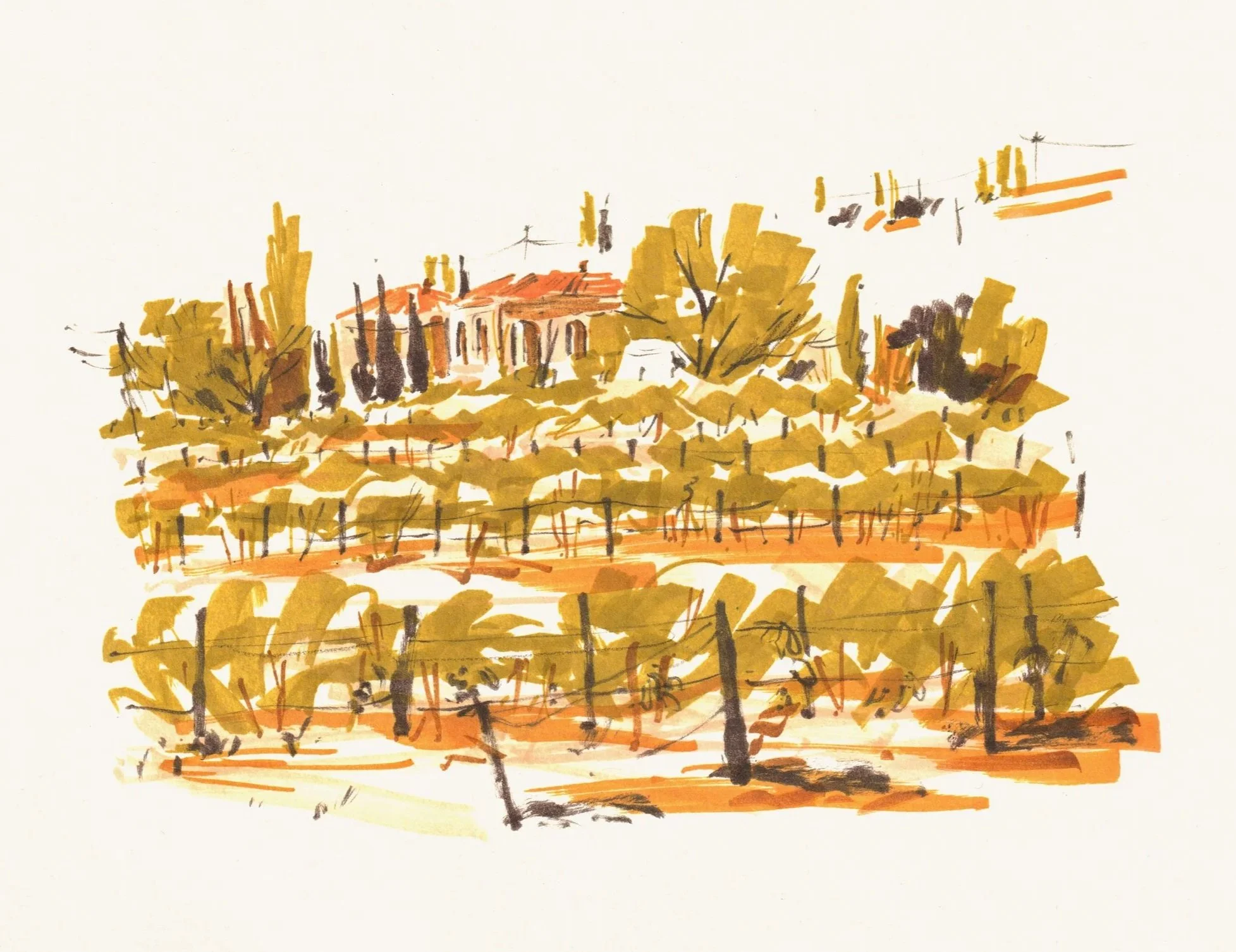 Portugal+vineyard+sketch+long+2.jpg
