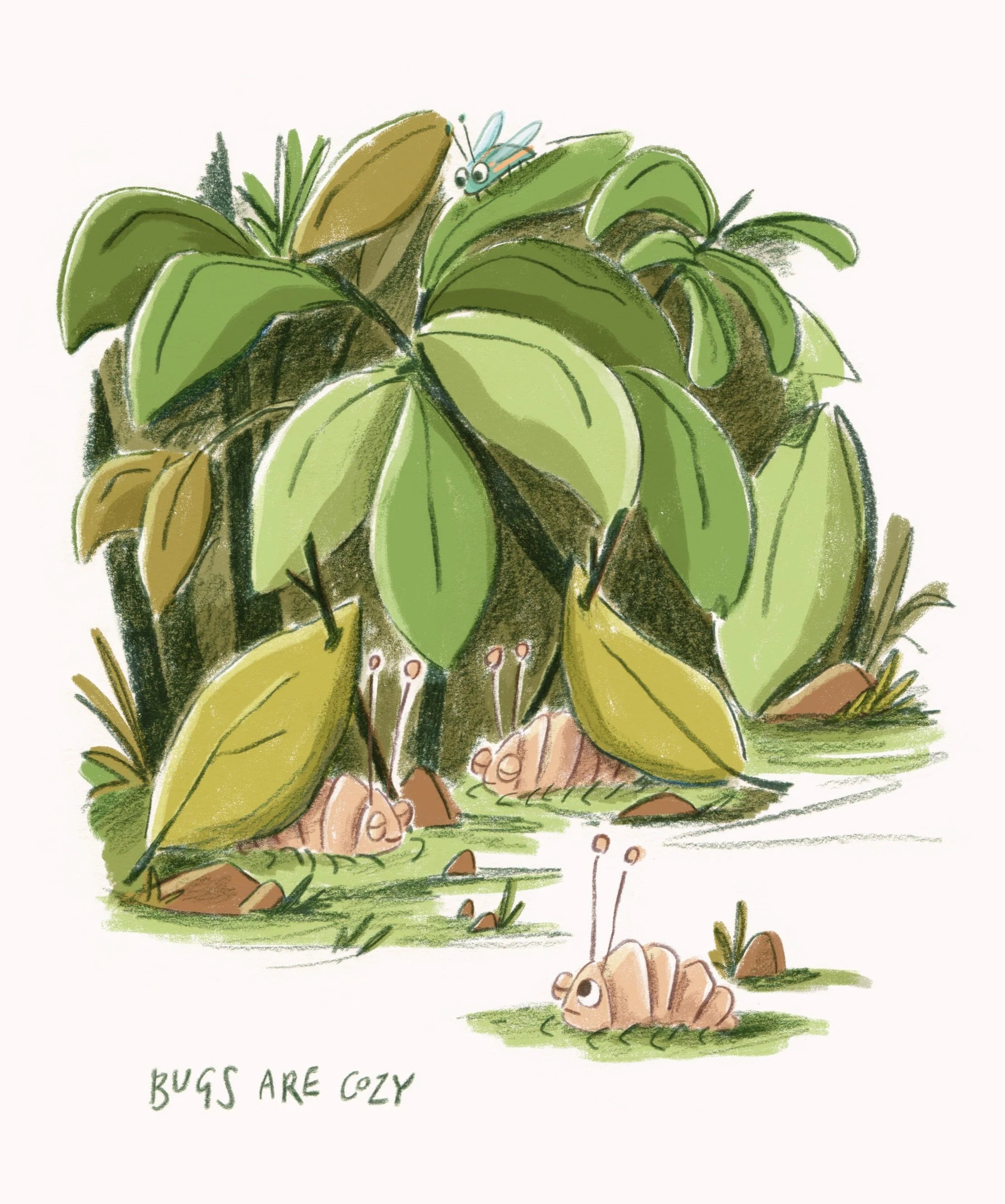 New+woodlouse+illustration+final.jpg