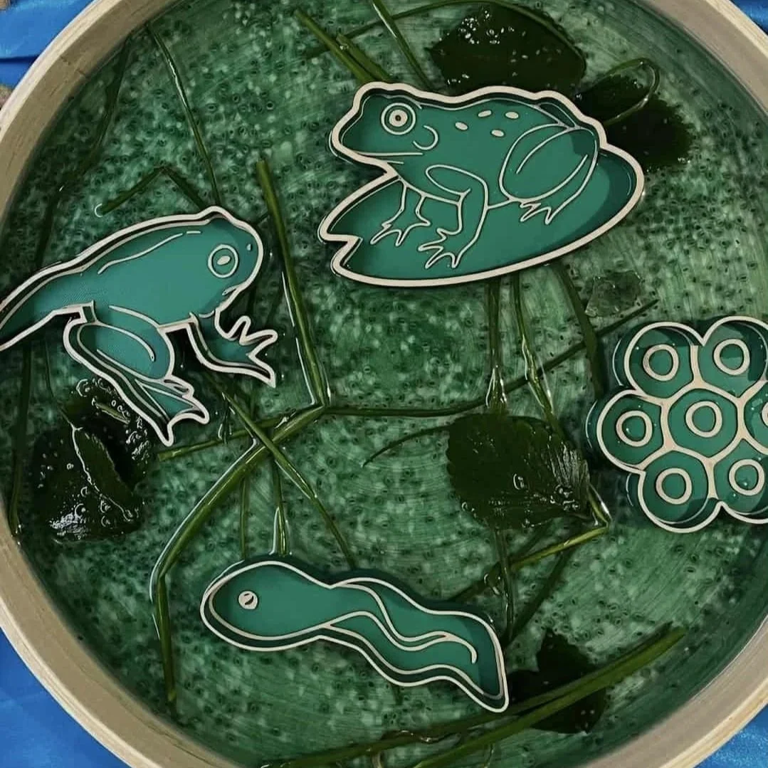 Frog Lifecycle Eco Sensory Tray Set