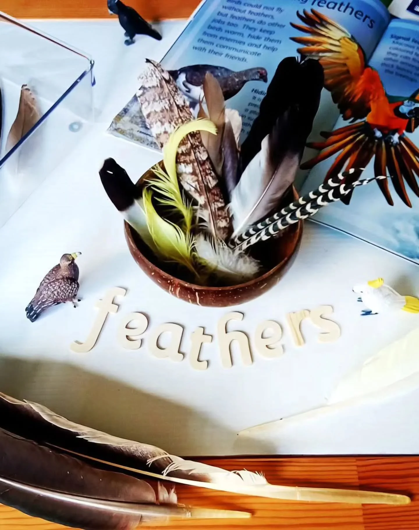 Feather exploration is one of those simple activities that opens up so much learning.

Soft, light and full of wonder &mdash; feathers are perfect for curious little hands and growing minds.

Did you know? 👇
🪶 No two feathers are exactly the same &