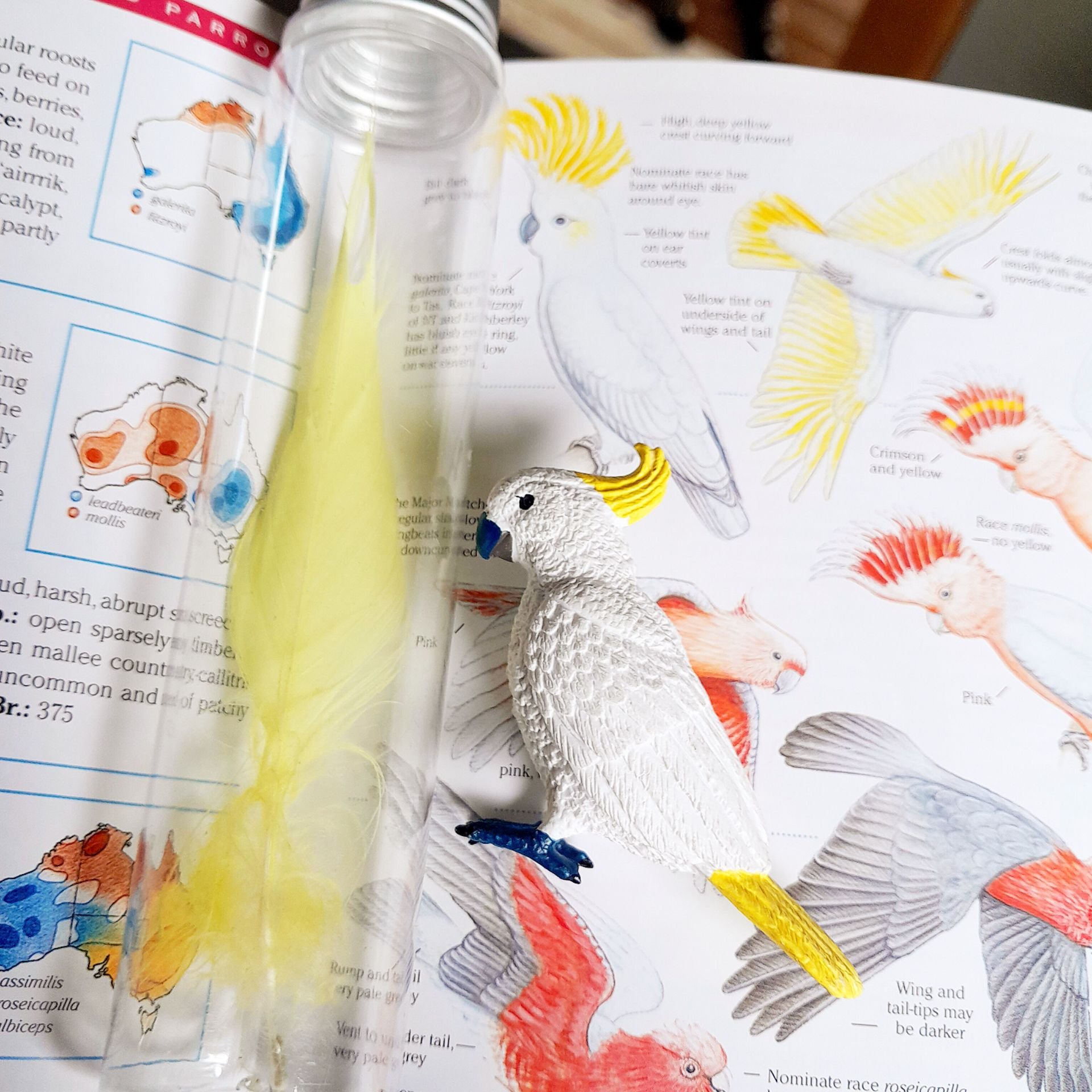 cockatoo book play.jpg