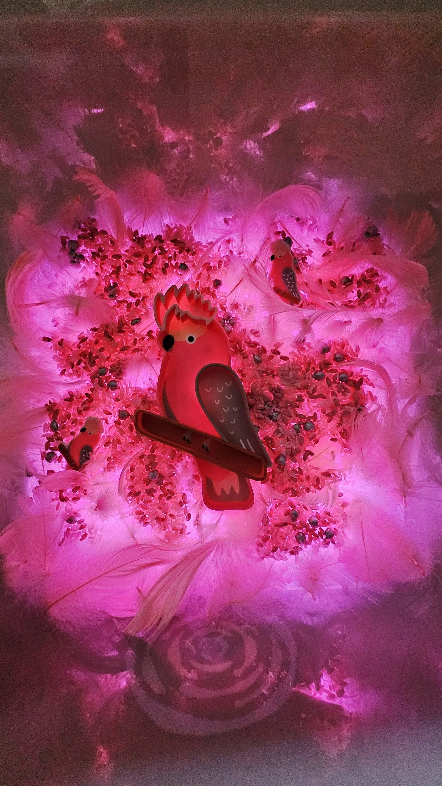 feathers and a sensory kit on the lightbox showing pink galah sensory tray